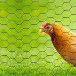 Malla gallinero galvanizada 1" 1,0x25 mt